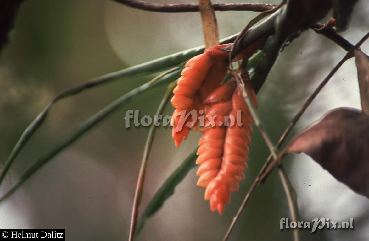 Racinaea undulifolia