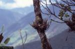 Vriesea (Tillandsia) fragans