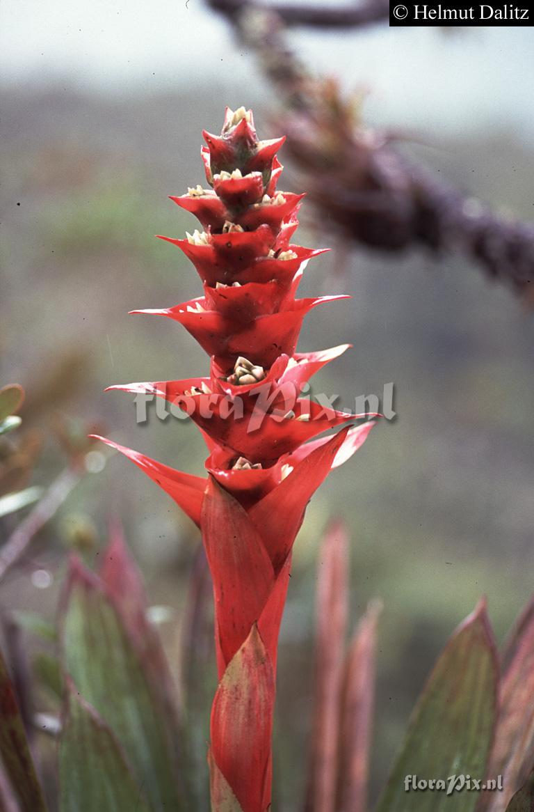 Mezobromelia capituligera