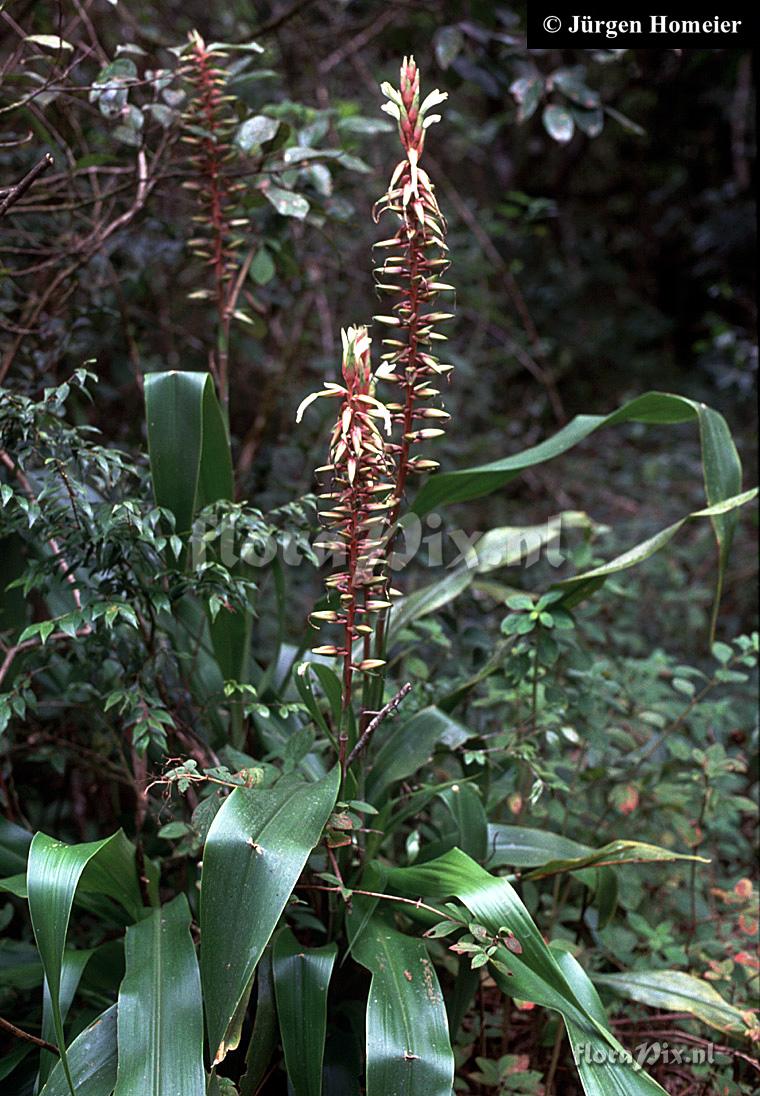 Pitcairnia megasepala