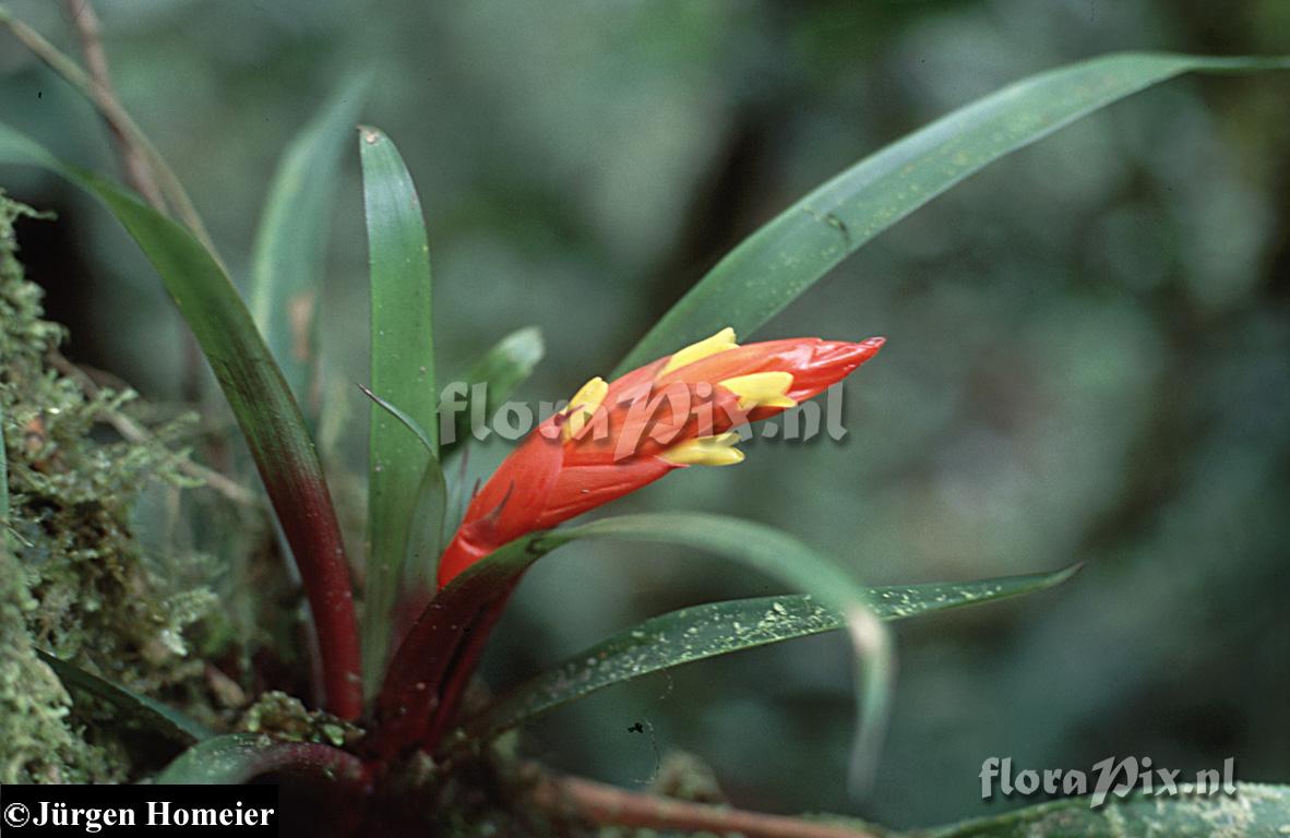  Guzmania nicaraguensis