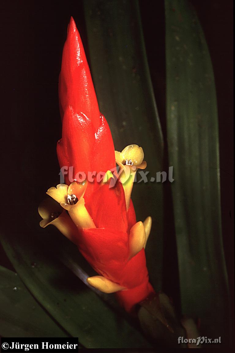  Guzmania berteroniana