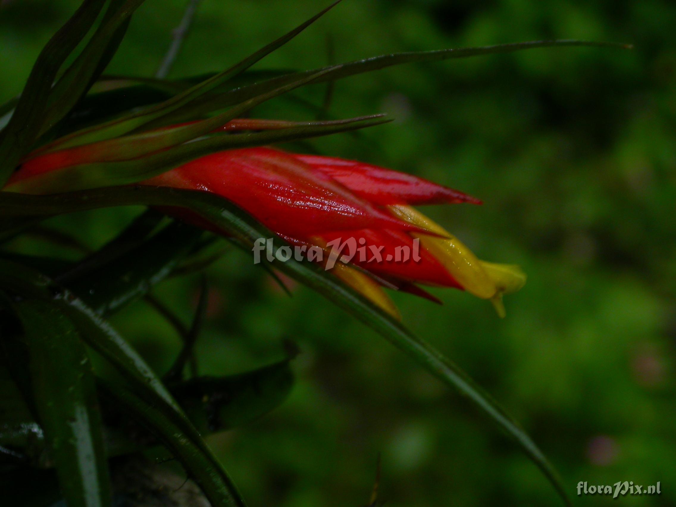 Guzmania nicaraguensis 