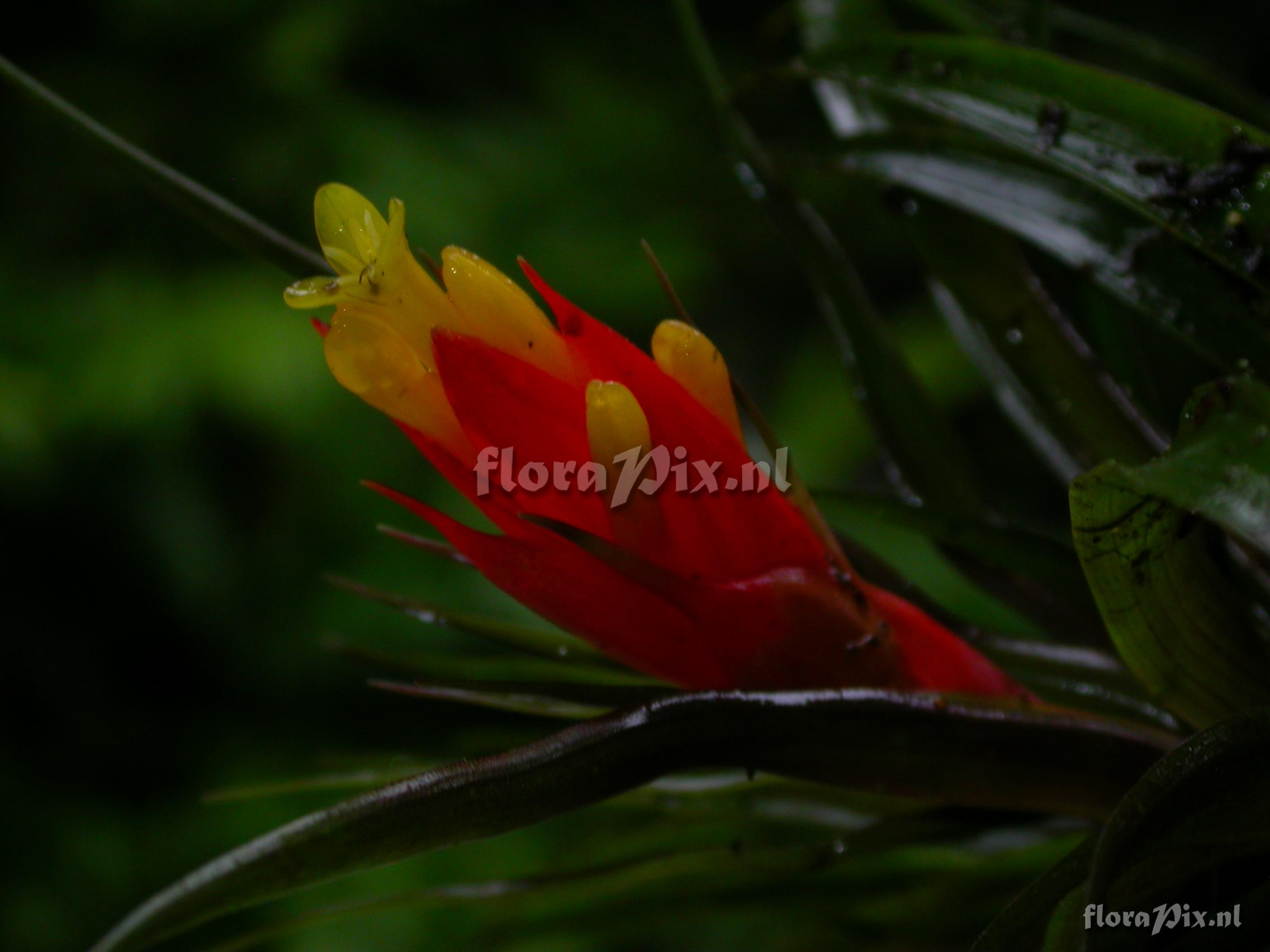 Guzmania nicaraguensis 