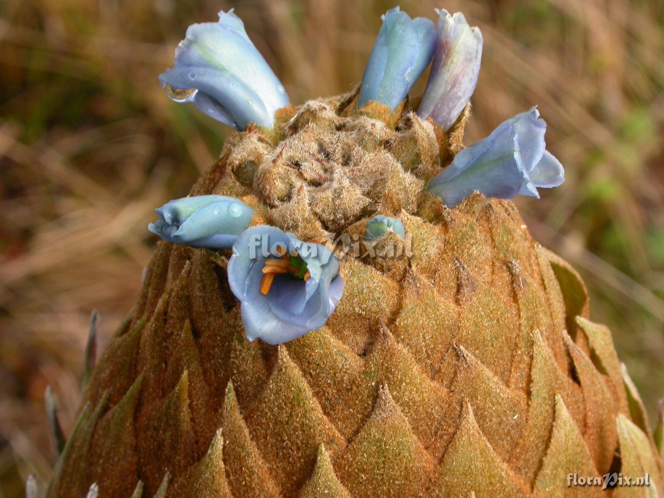 Puya dasylirioides  