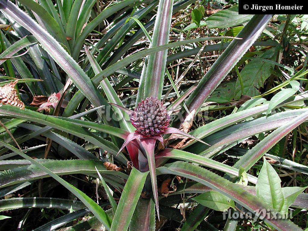 Ananas comosus