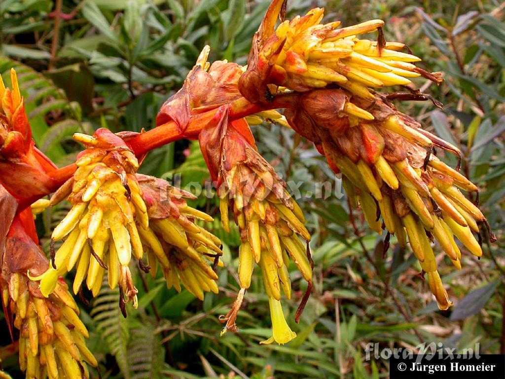 Guzmania garciaensis