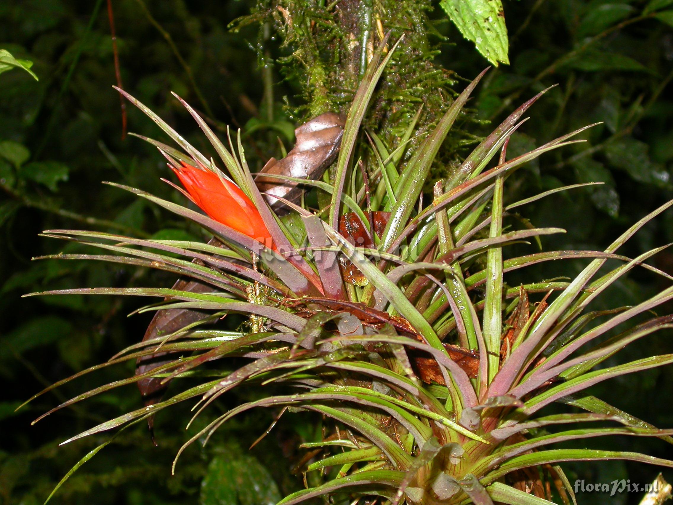 Guzmania angustifolia  