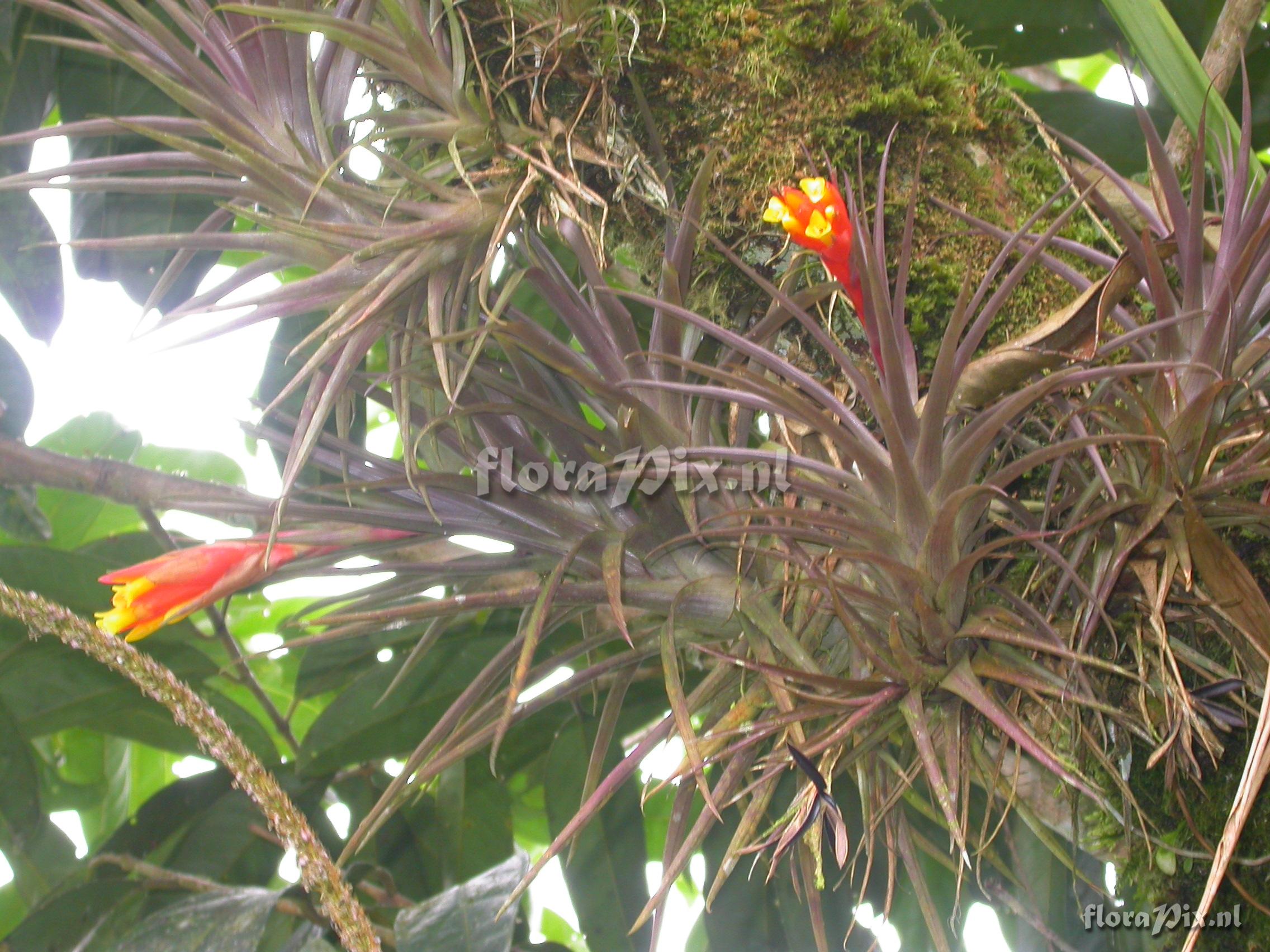 Guzmania angustifolia  