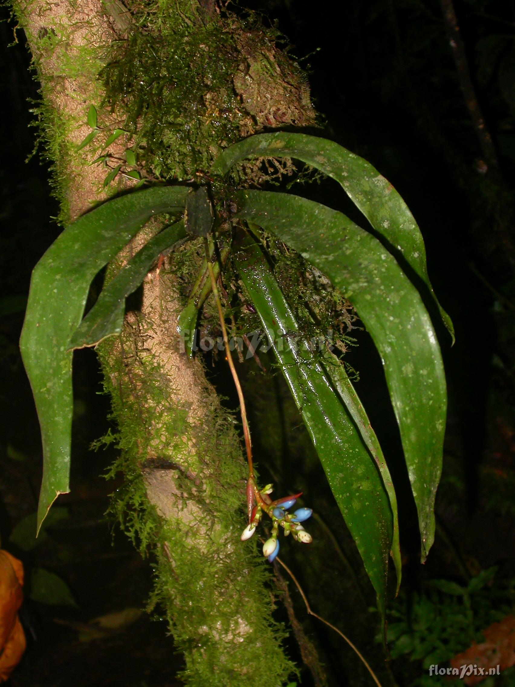 Aechmea roeseliae