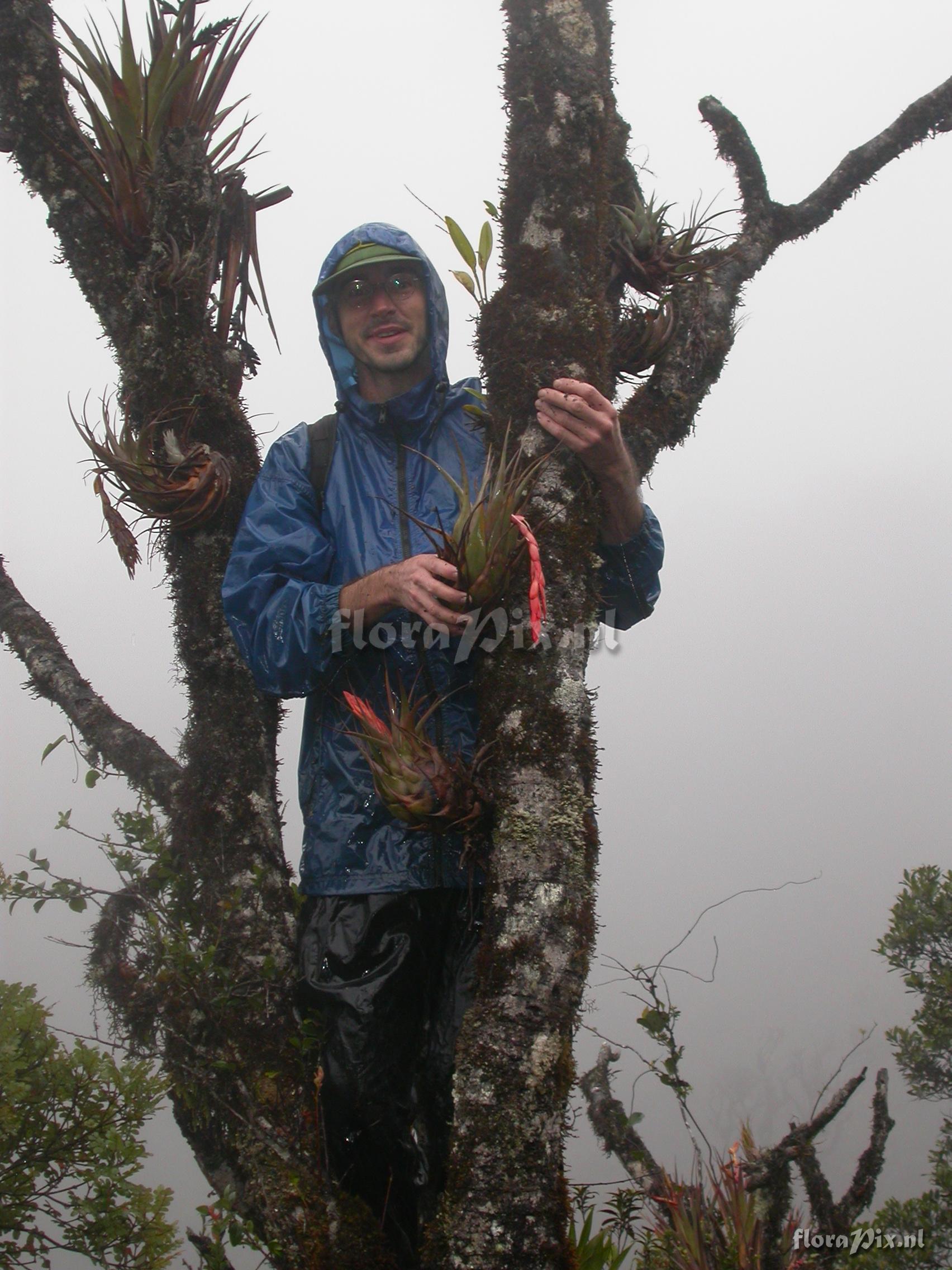 Vriesea (Tillandsia) tequendamae  