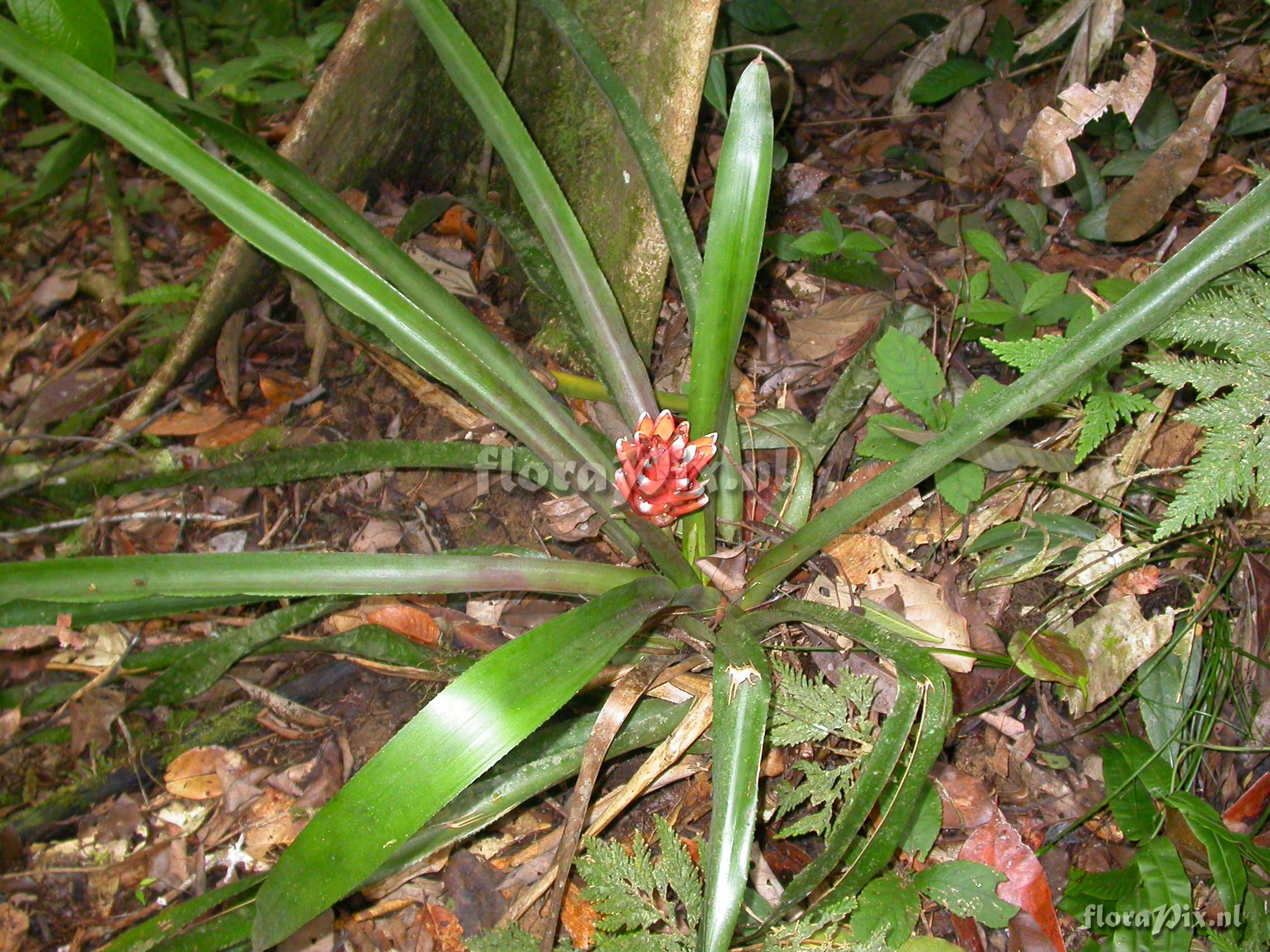  Aechmea nidularioides