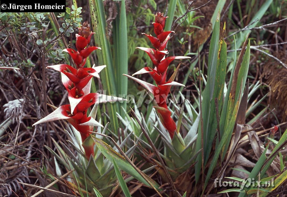 Guzmania confinis