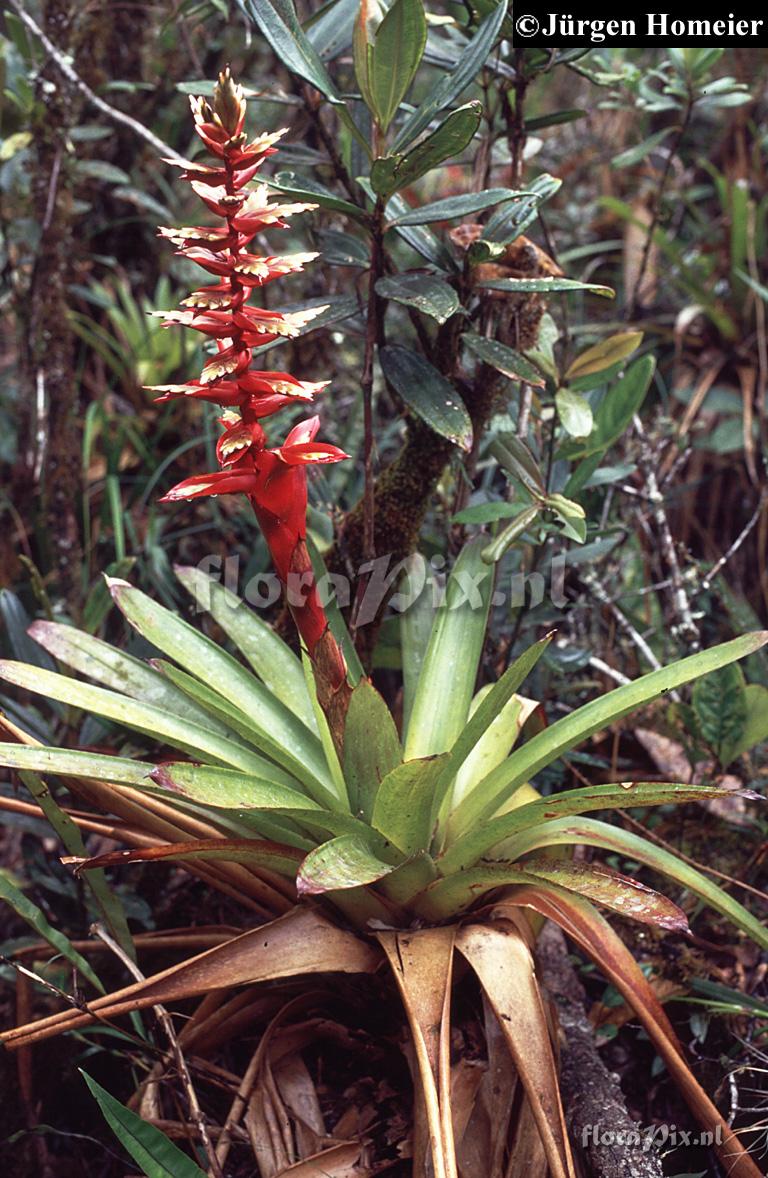 Tillandsia schimperiana