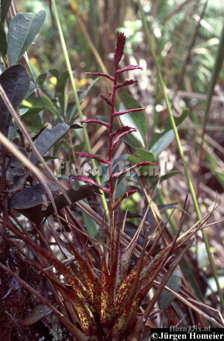 Tillandsia barbeyana