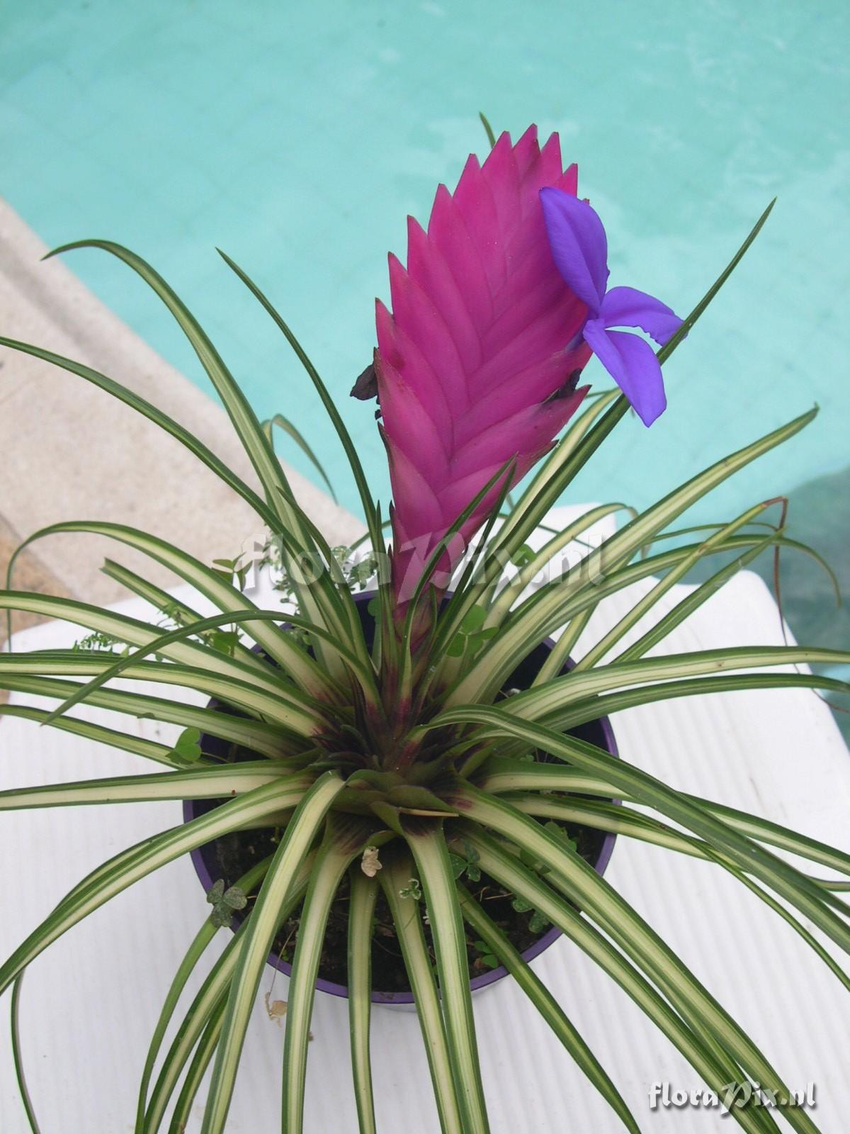 Tillandsia cyanea-variegada