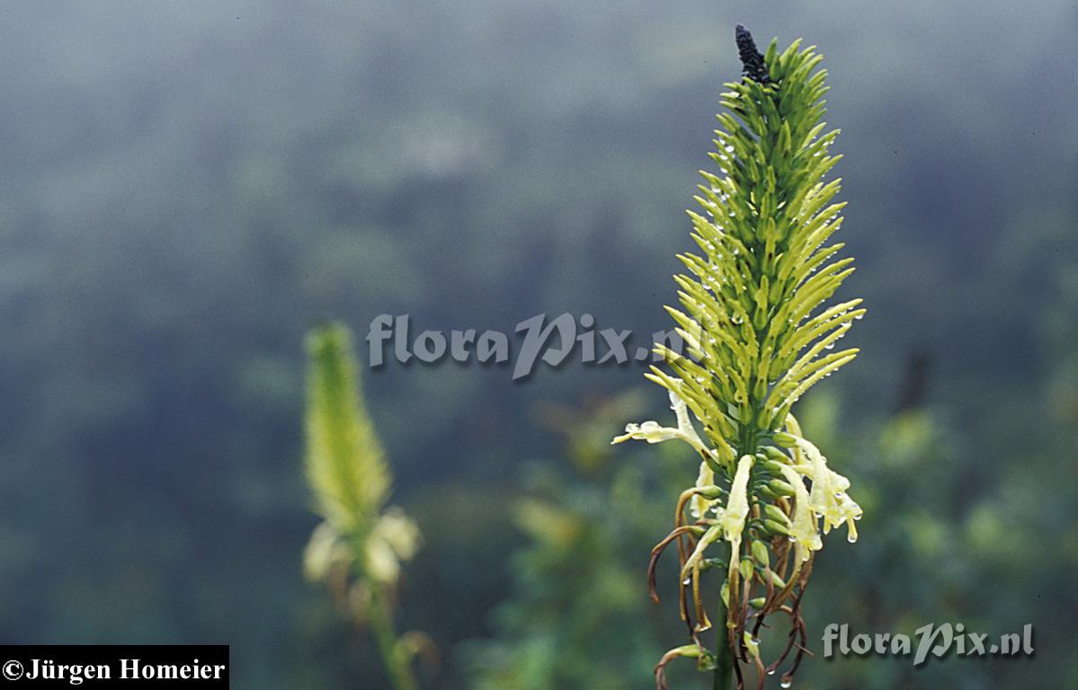 Pitcairnia trianae