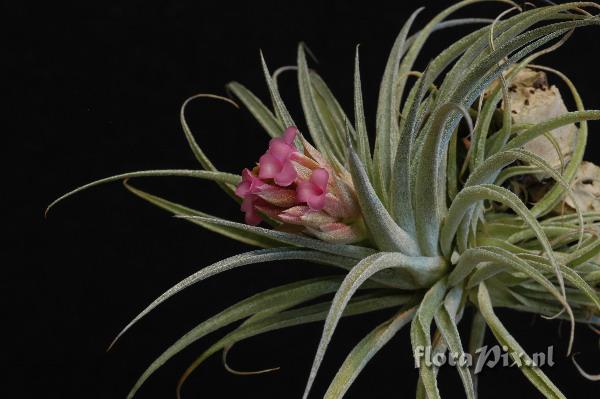 Tillandsia 