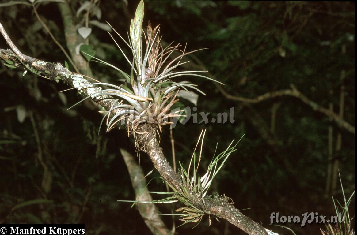 Tillandsia fasciculata