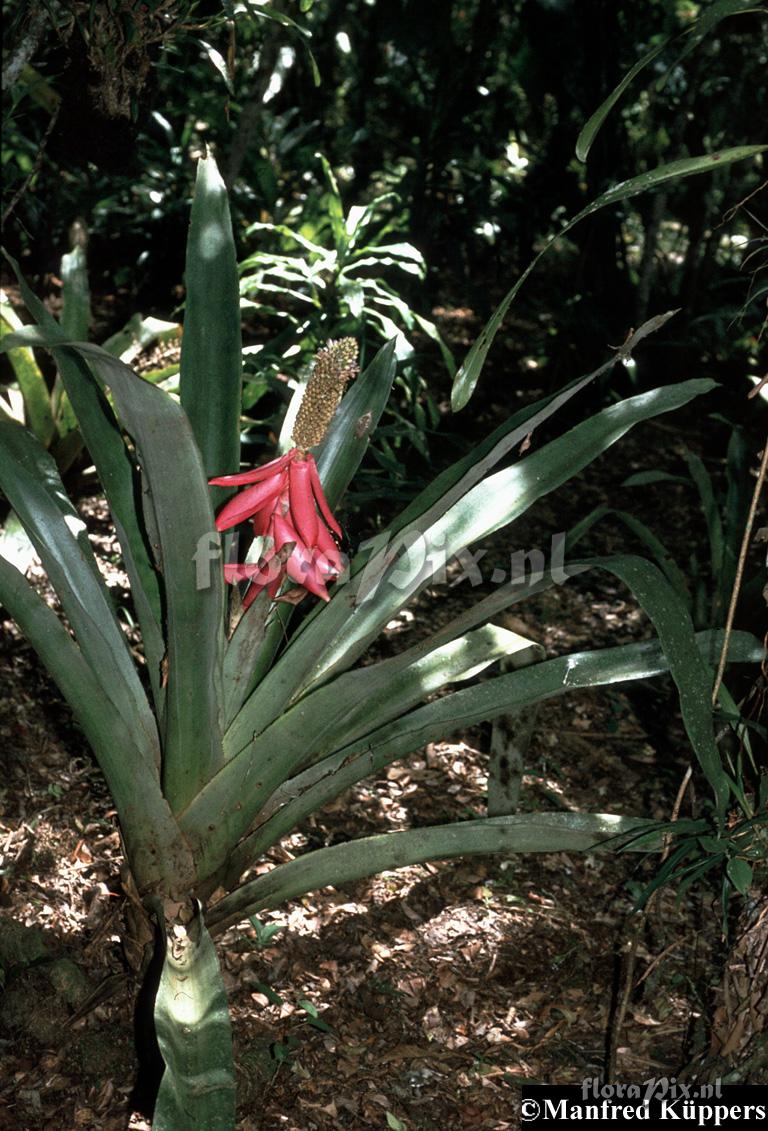 Aechmea mariae-reginae