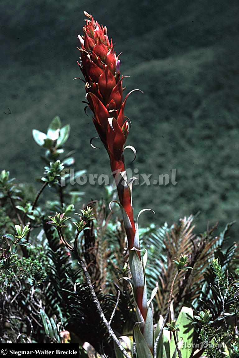 Tillandsia cf. turneri