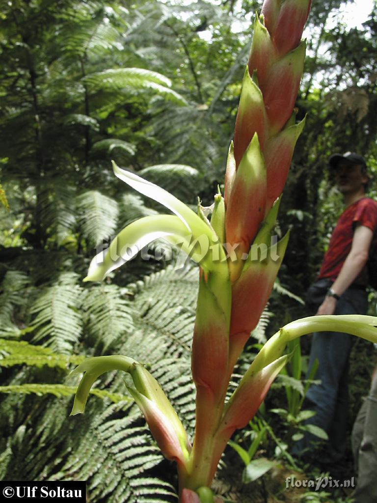 Pitcairnia maidifolia