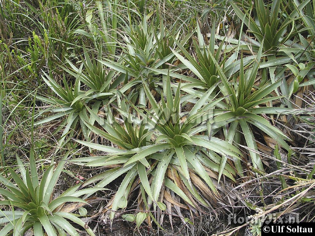 Puya nitida