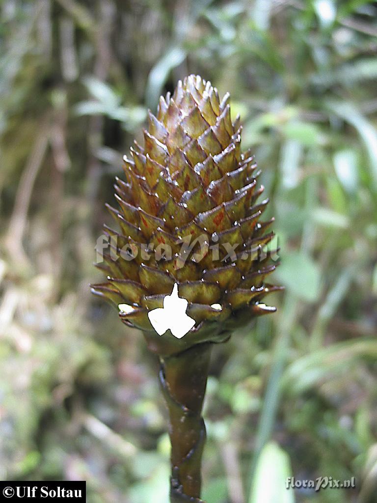 Guzmania triangularis