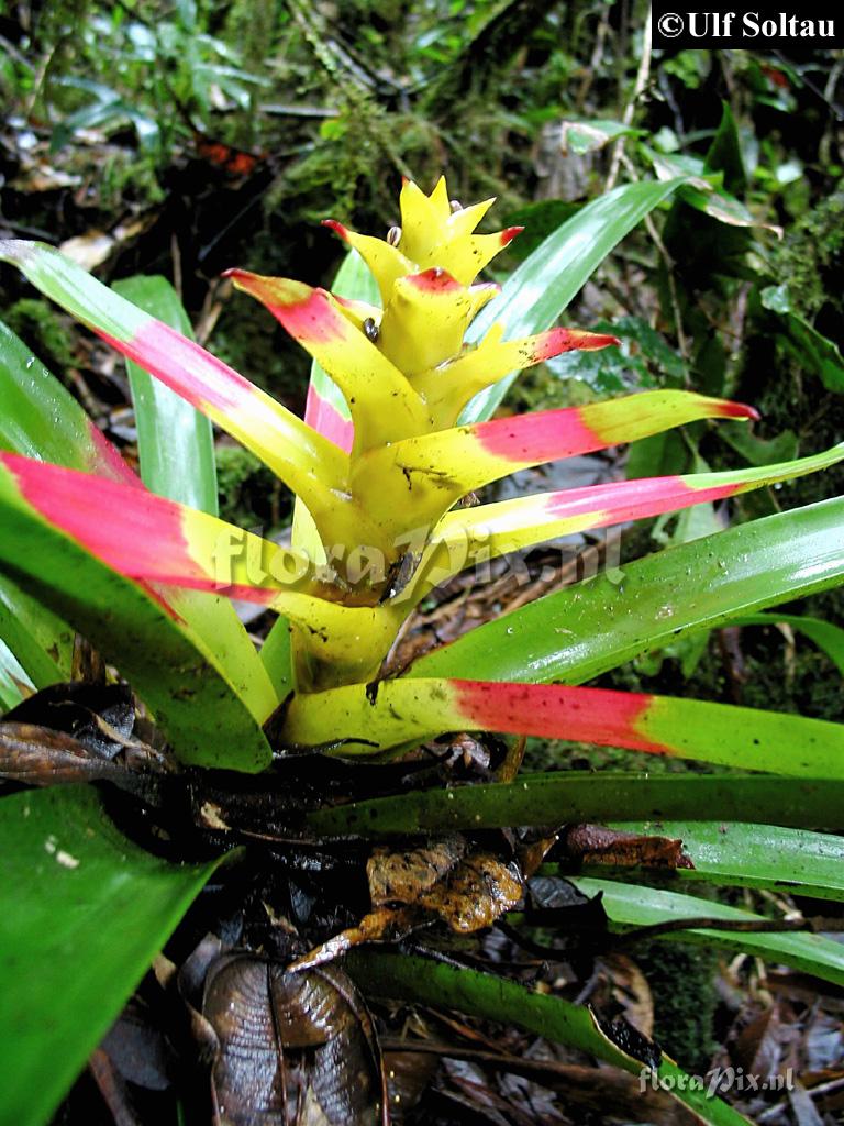 Guzmania squarrosa