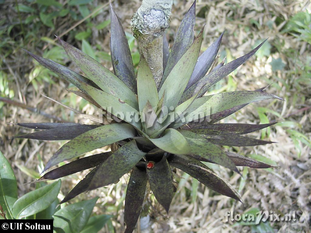 Tillandsia complanata