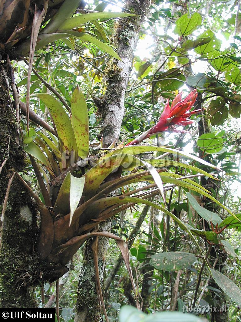 Tillandsia cf. confinis