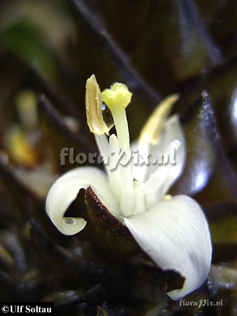 Guzmania coriostachya