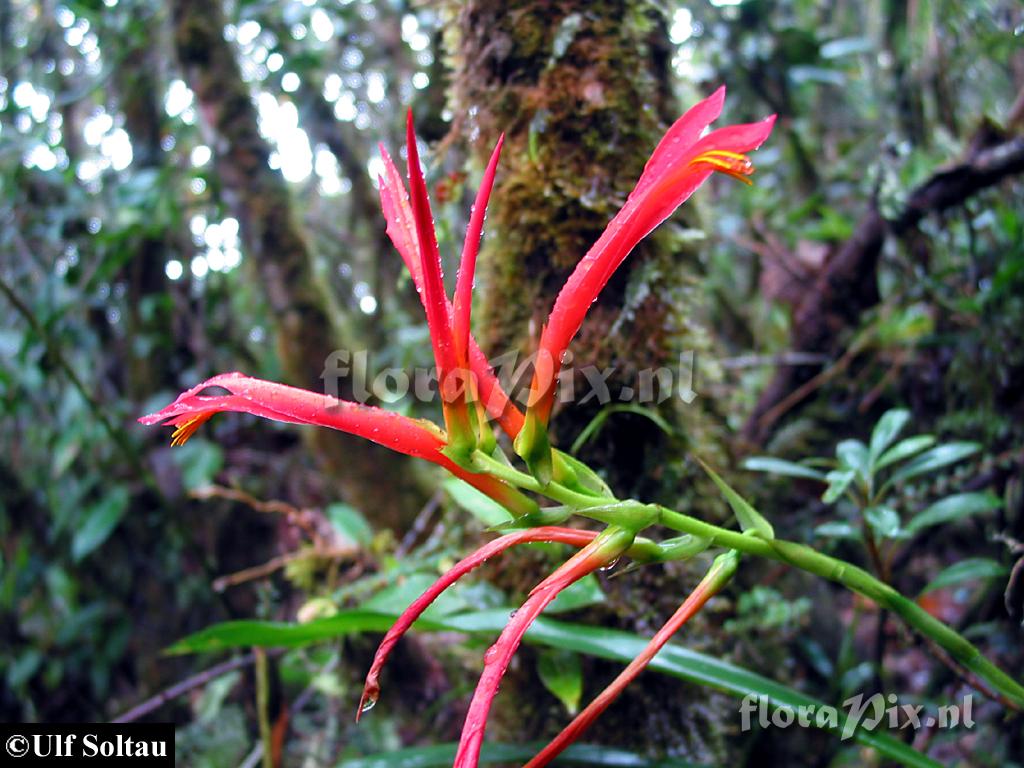 Pitcairnia 