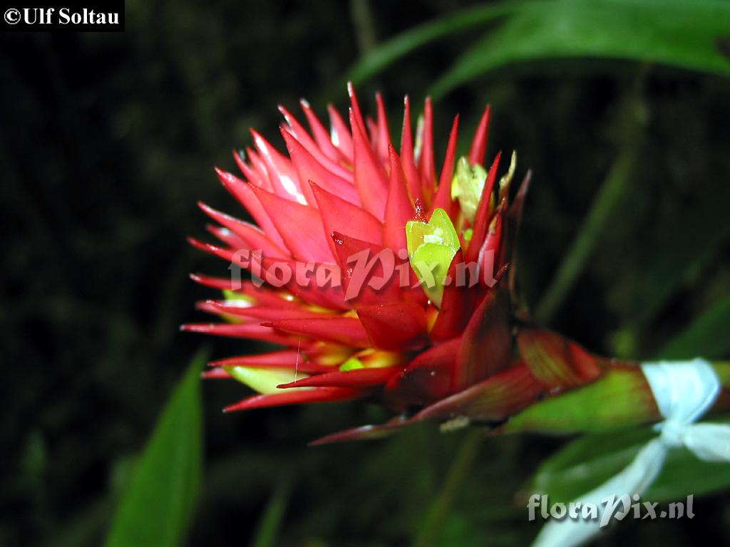 Guzmania beseae