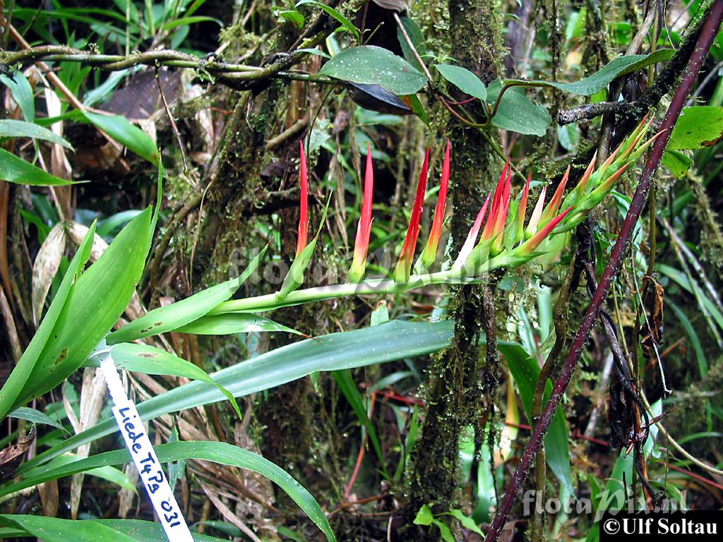 Pitcairnia 