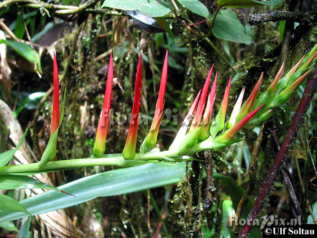 Pitcairnia 