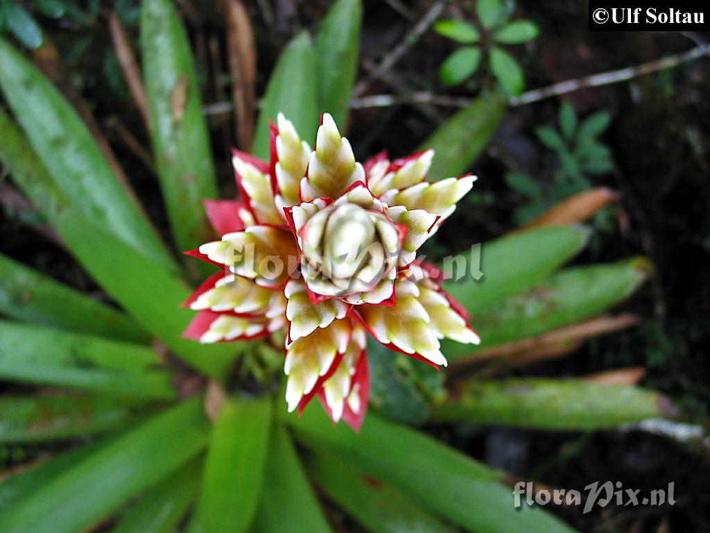 Tillandsia schimperiana