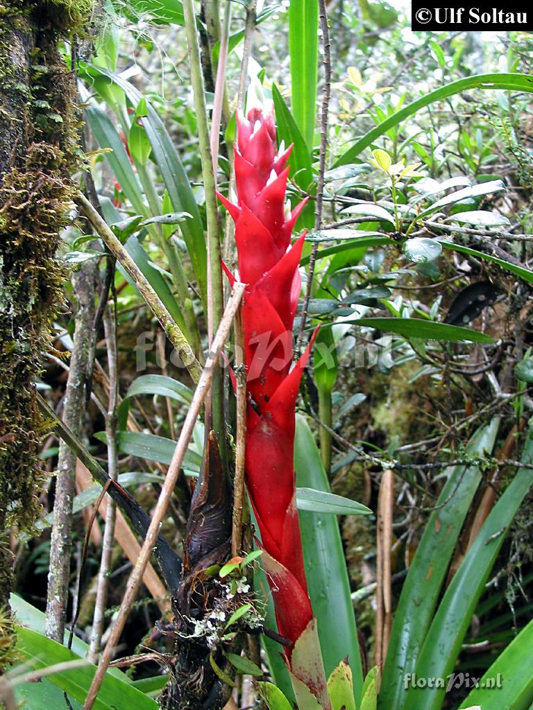 Tillandsia schimperiana