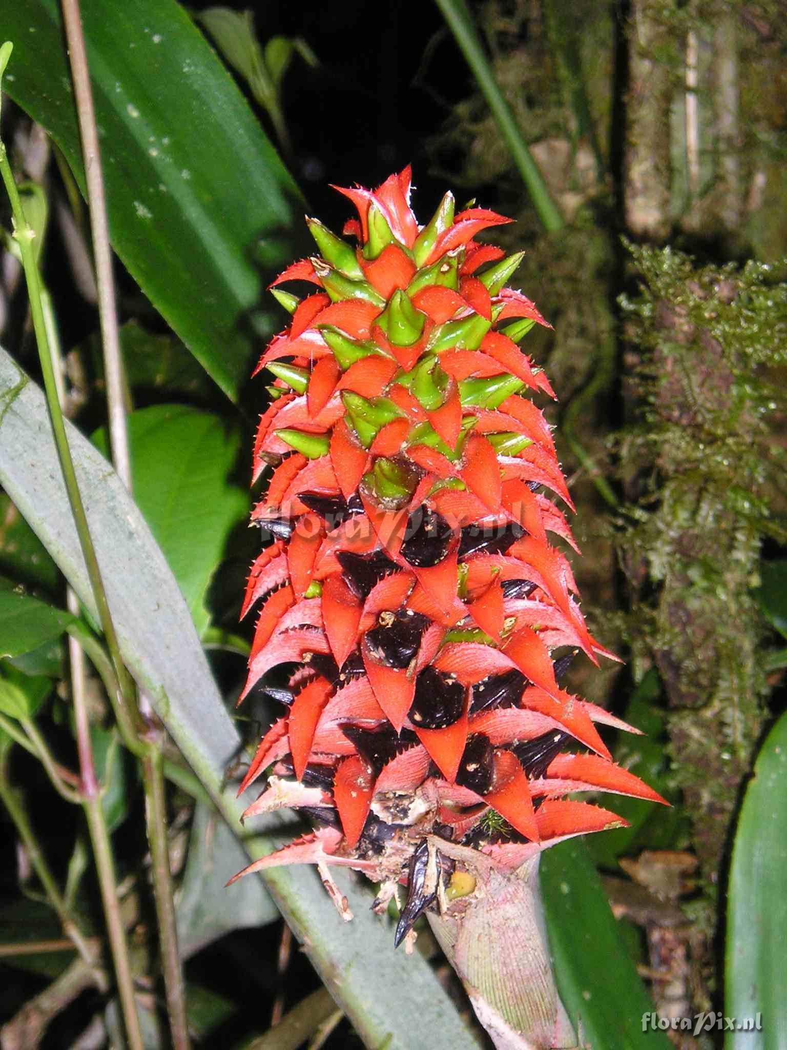 Aechmea veitchii