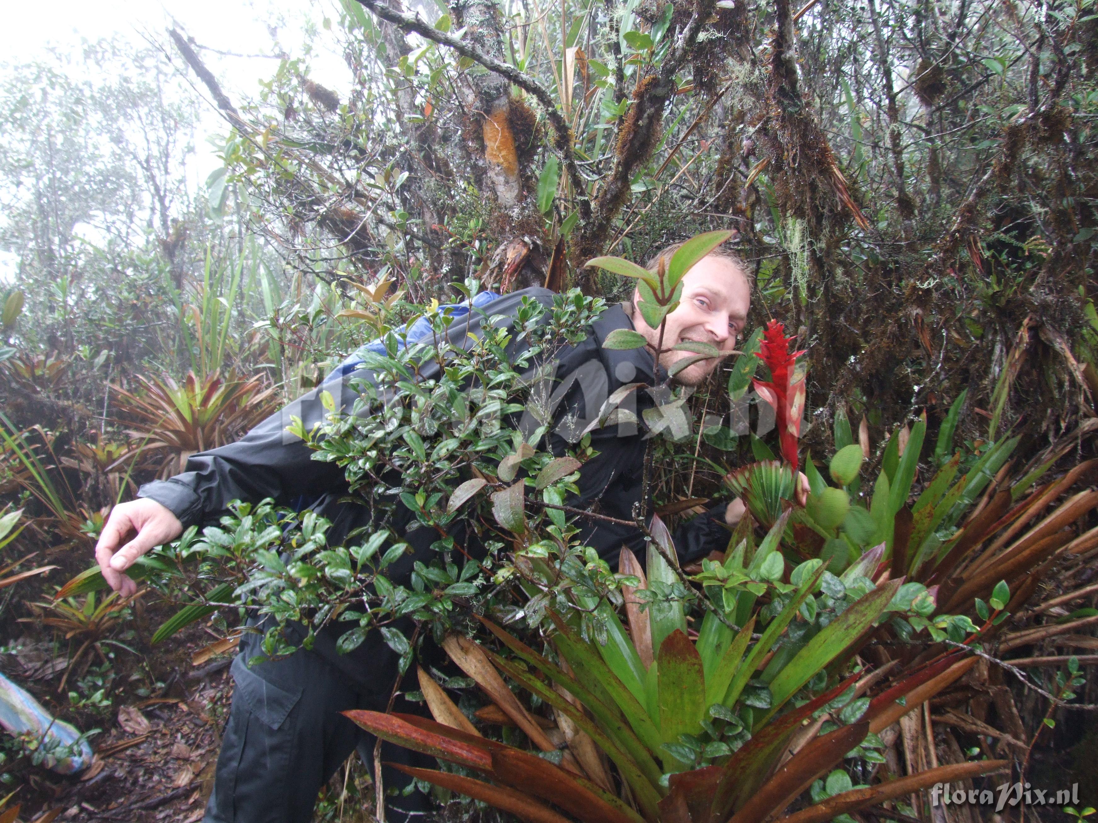 Guzmania variegata