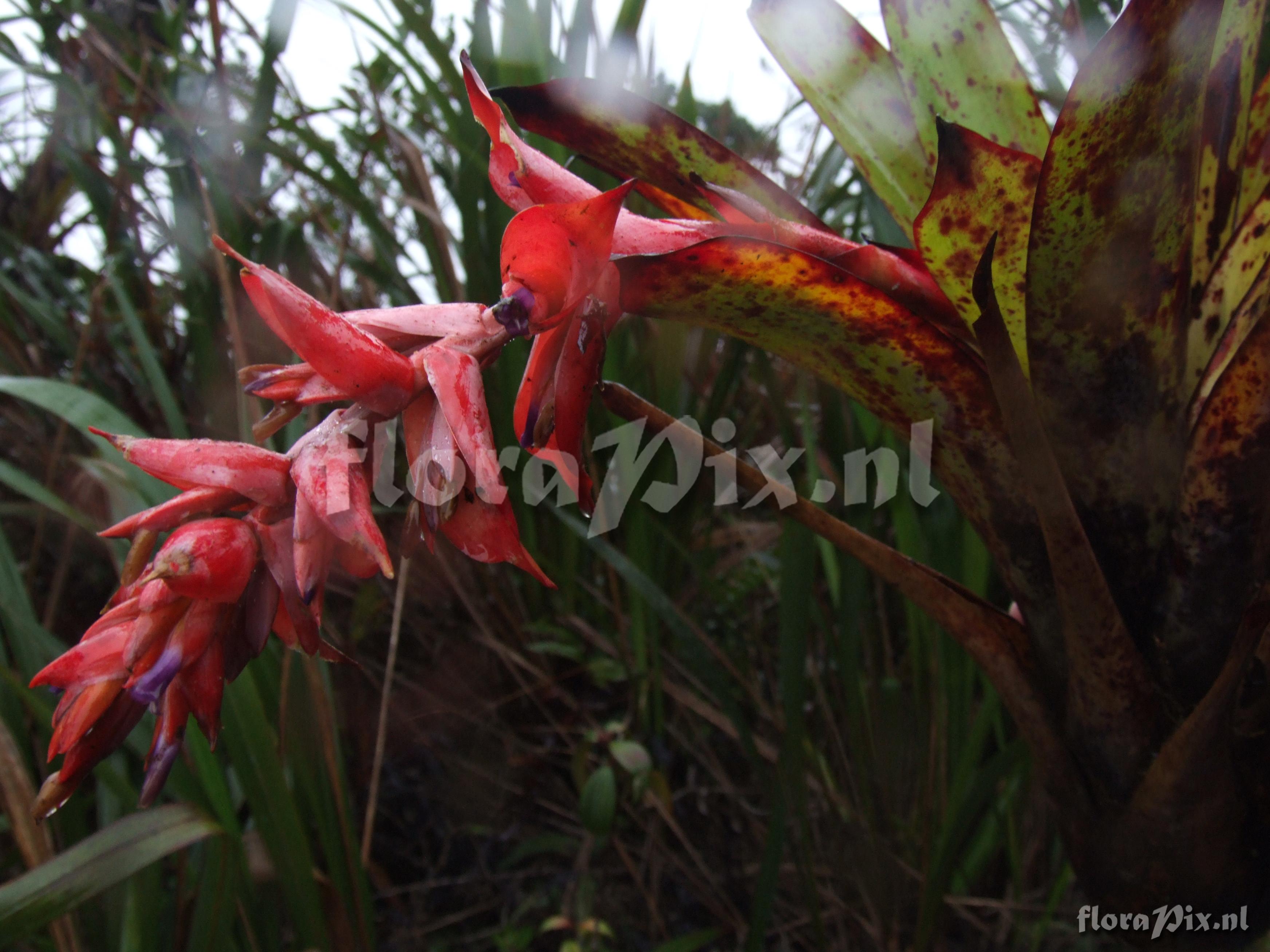 Tillandsia humboldtii 