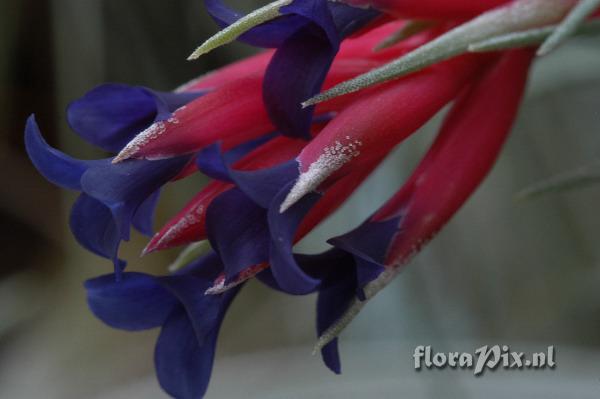 Tillandsia aeranthos