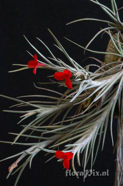 Tillandsia albertiana