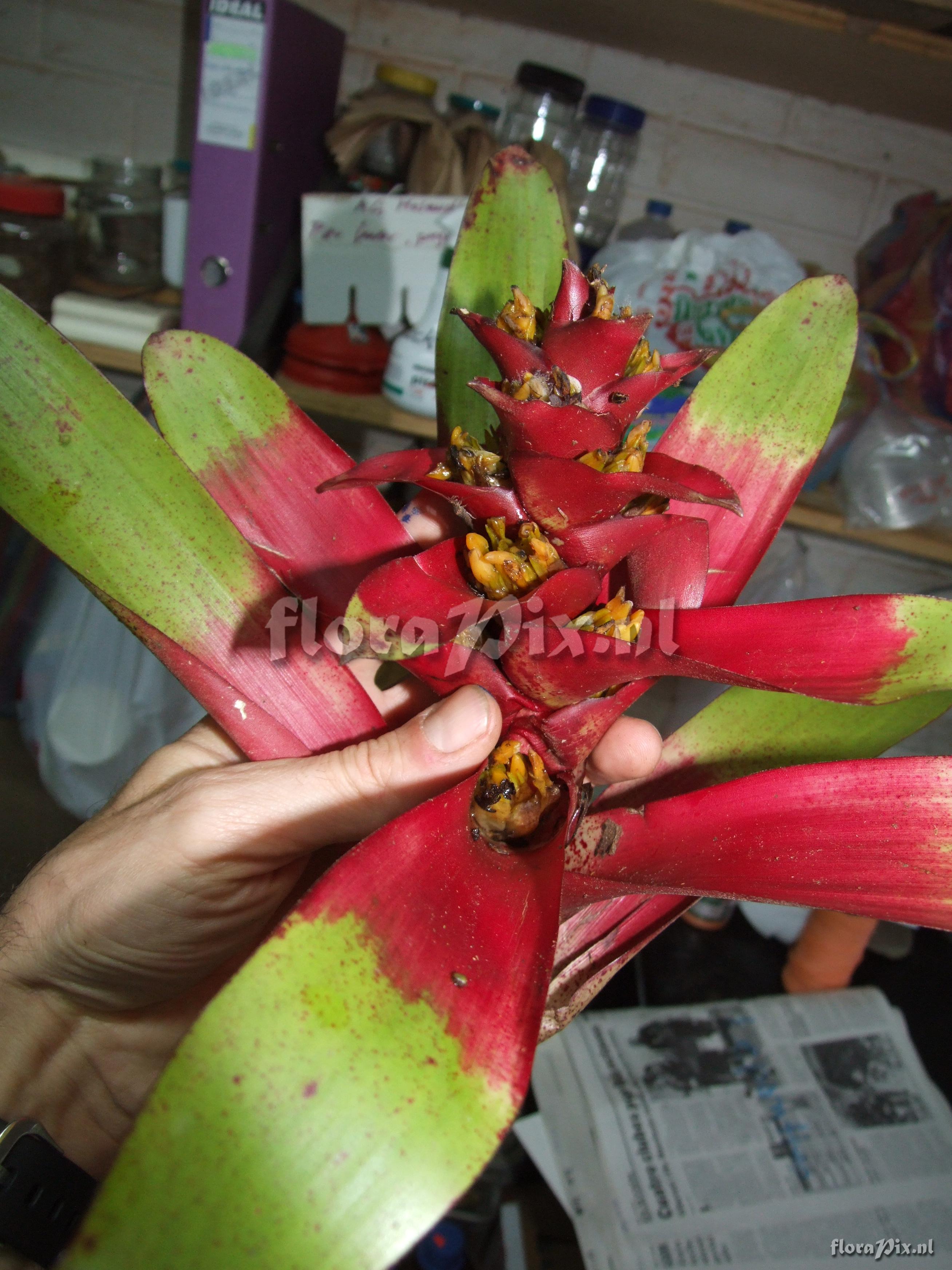 Guzmania kareniae