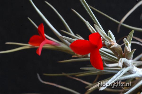 Tillandsia albertiana