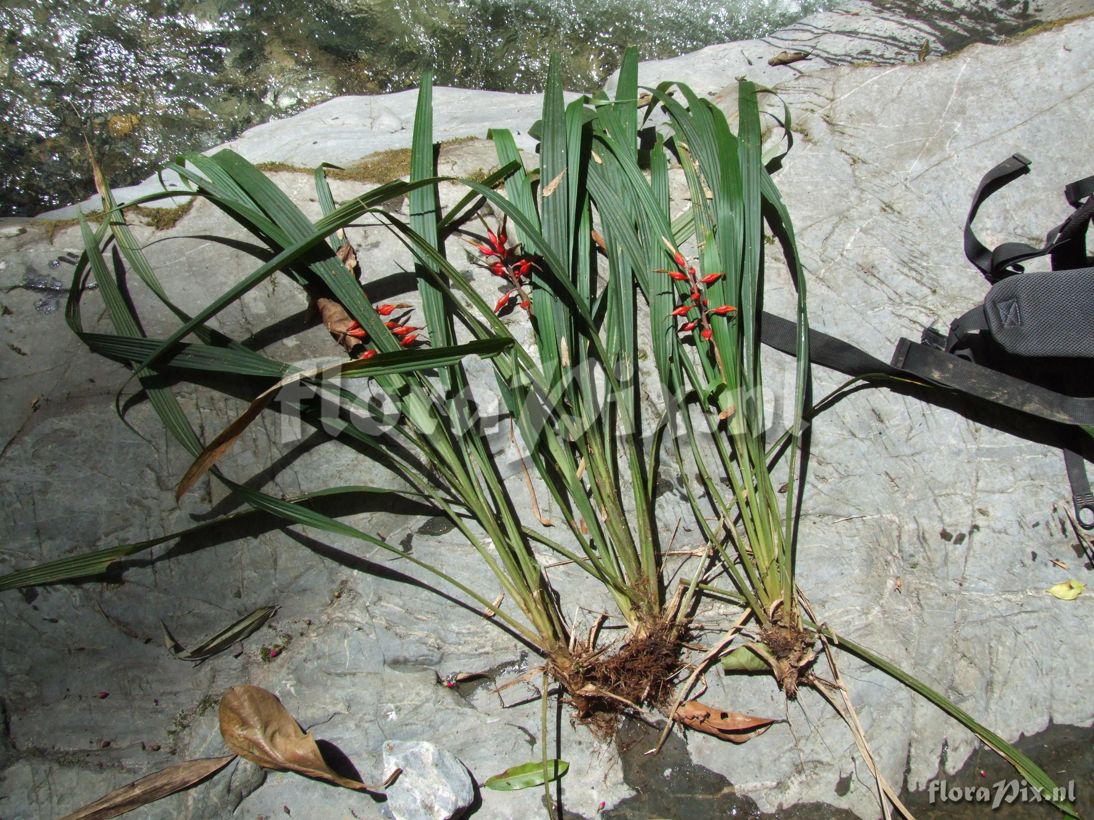 Pepinia caricifolia (Mart ex Schult f.) G.S. Varad. & Gilm