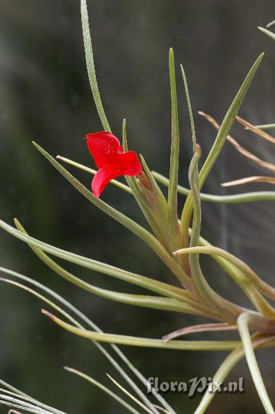 Tillandsia albertiana