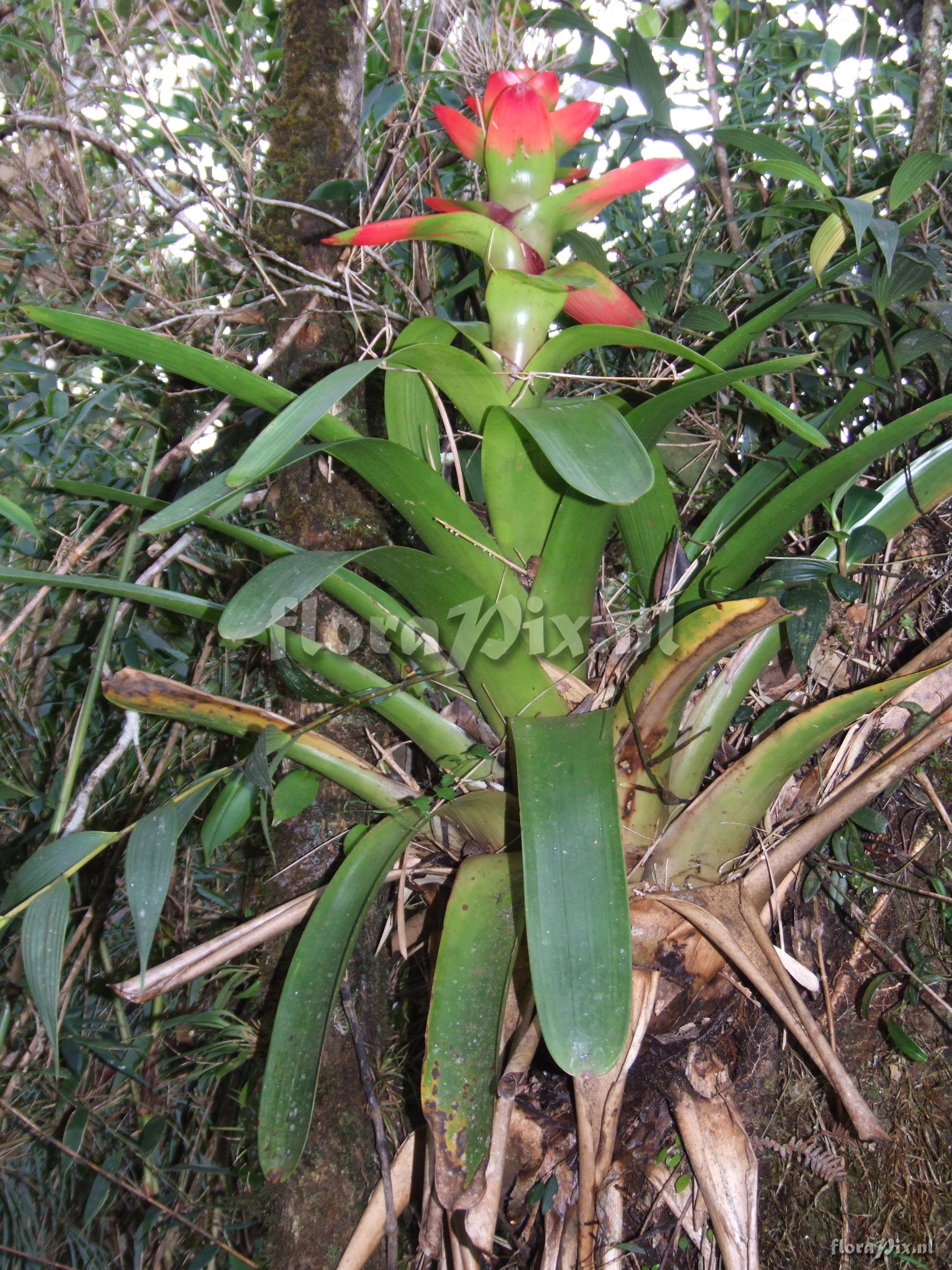 Guzmania gloriosa (Andr) Andr ex Mez