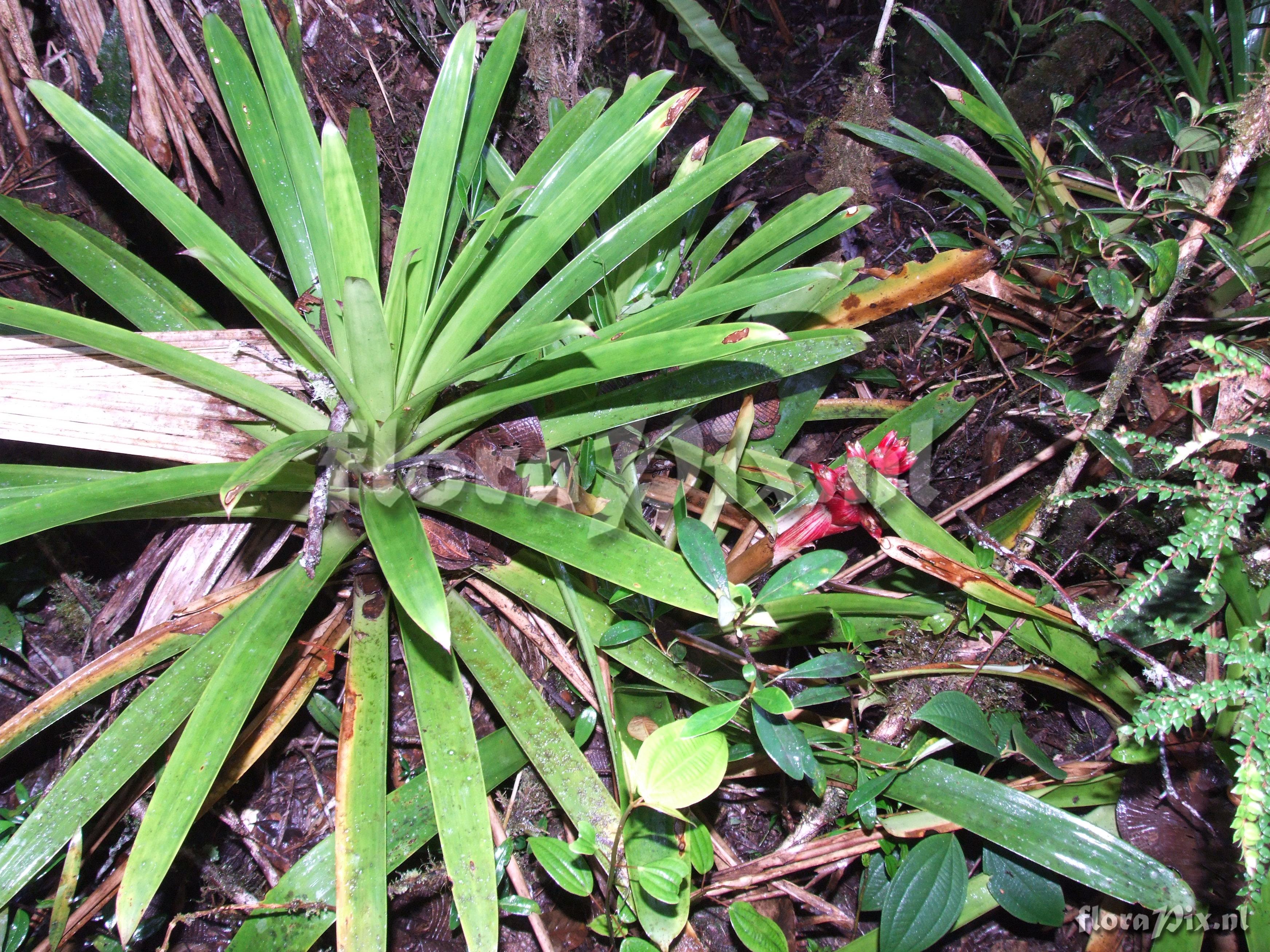 Mezobromelia cf. capituligera 