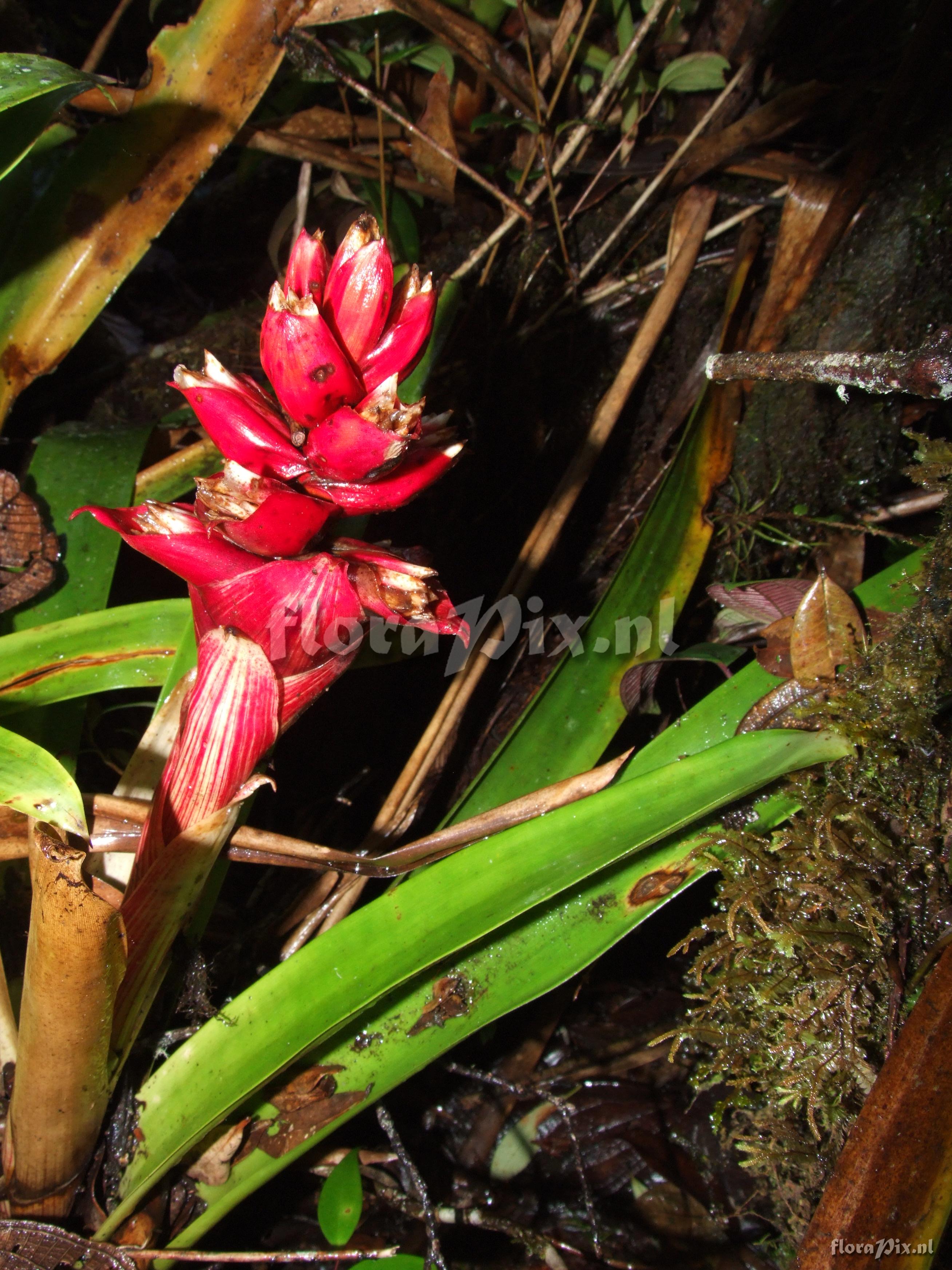 Mezobromelia cf. capituligera 